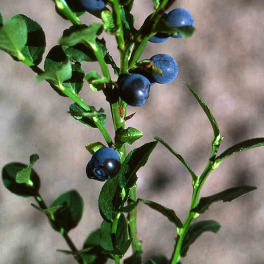 WILD BLUEBERRY AB