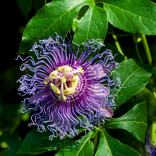 PASSIFLORA OFFICINAL AB