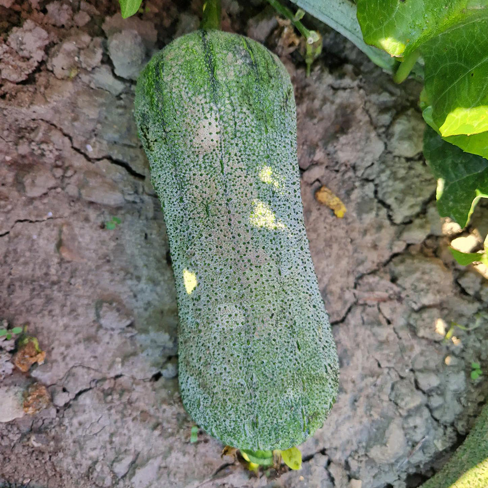 COURGE LUFFA SUPREME AB