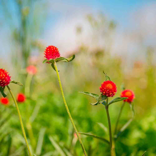 GOMPHRENA STRAWBERRY FAIR AB