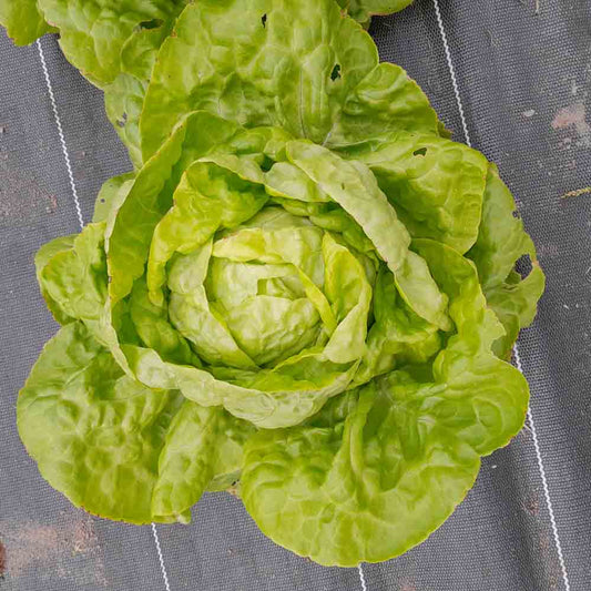 AB LILLOISE POMMEE LETTUCE