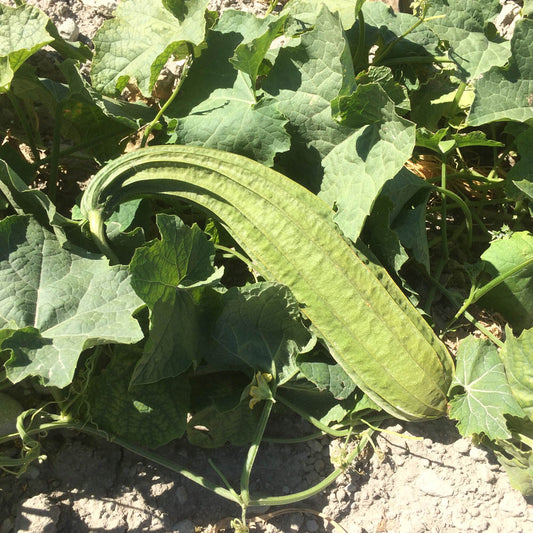 COURGE LUFFA ANGULAIRE SWEET BEAUTY AB