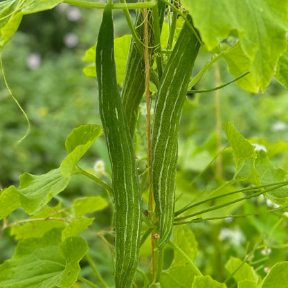 SNAKE SQUASH OR LACE FLOWERS AB