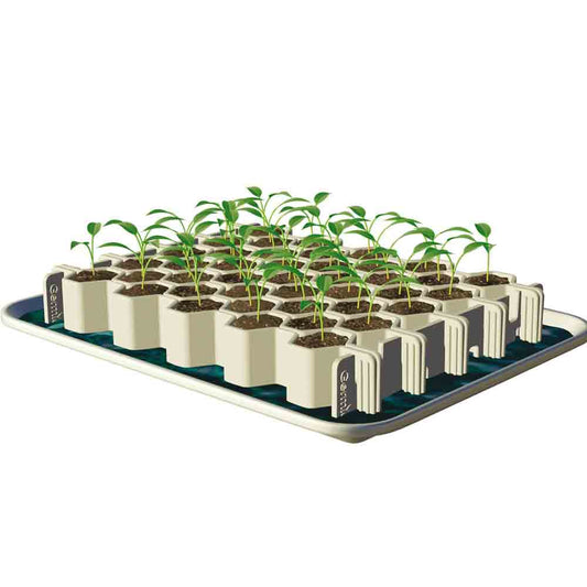 KIT DE GERMINATION 41 MINIMOTTES PETITES GRAINES