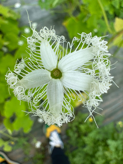 SNAKE SQUASH OR LACE FLOWERS AB