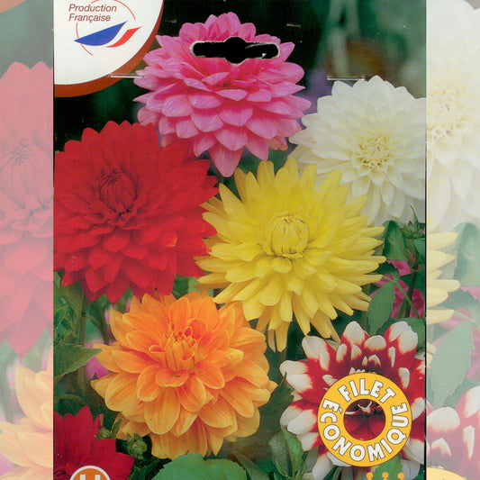 DAHLIAS DECORATIFS EN MELANGE