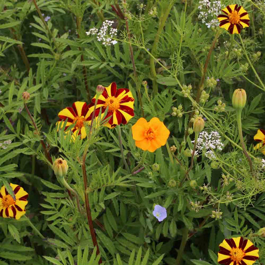 FLOWER MIX - ANTI-COLASTER BEETLES NT 25 g