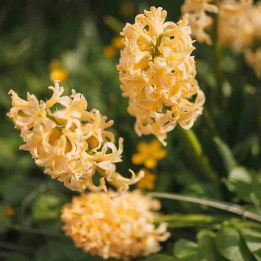 YELLOWSTONE HYACINTH