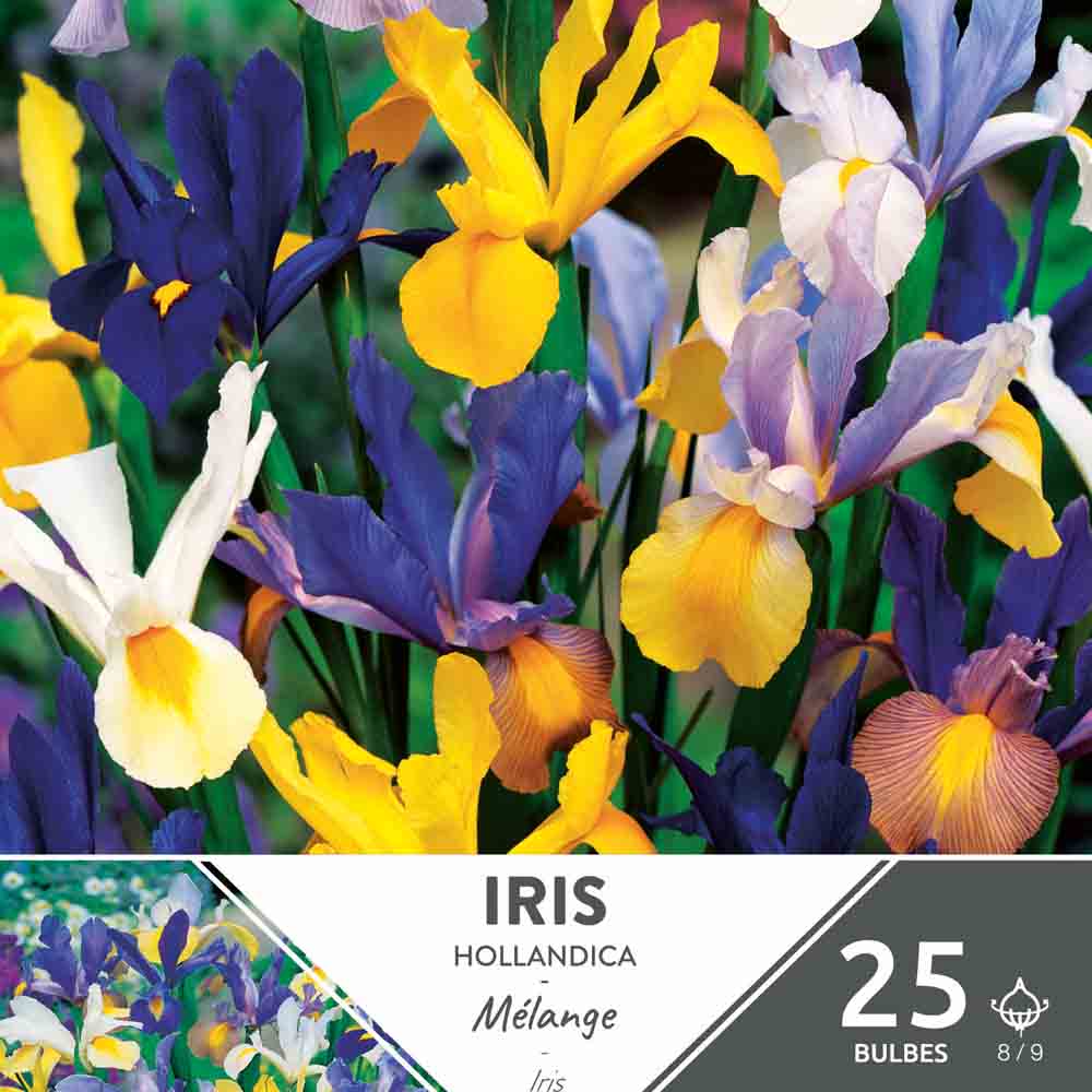 IRIS HOLLANDICA VARIÉS