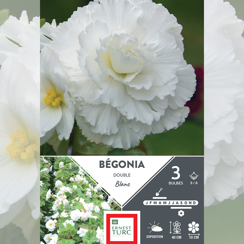 BÉGONIA DOUBLE BLANC