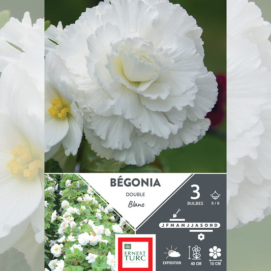 BÉGONIA DOUBLE BLANC