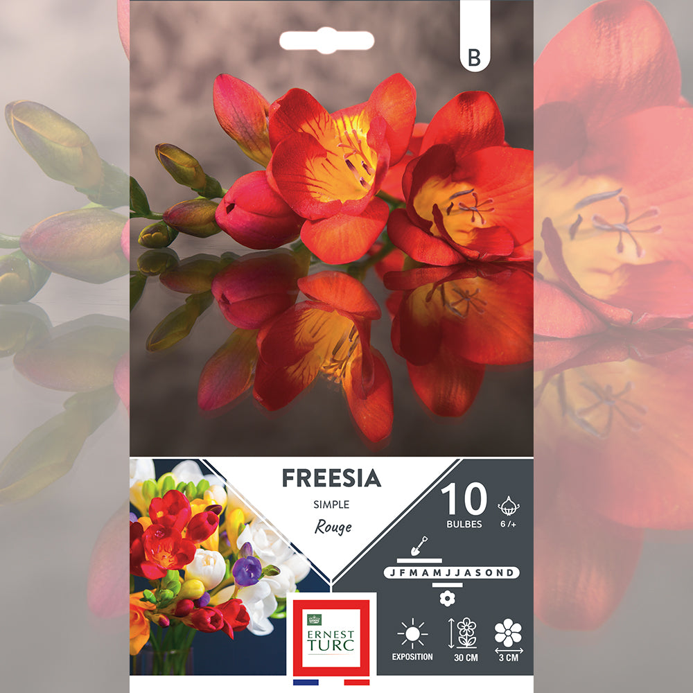 FREESIA SIMPLE ROUGE