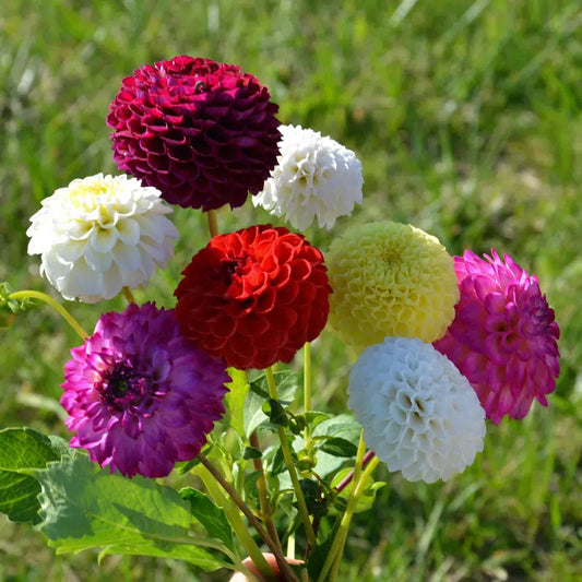 DAHLIA POMPON EN MÉLANGE