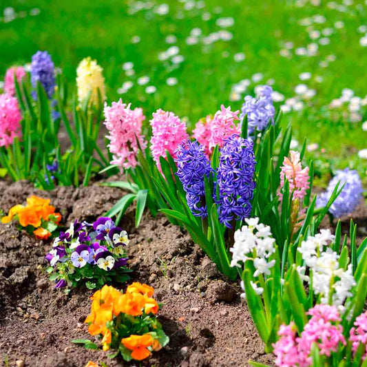 VARIED HYACINTHS