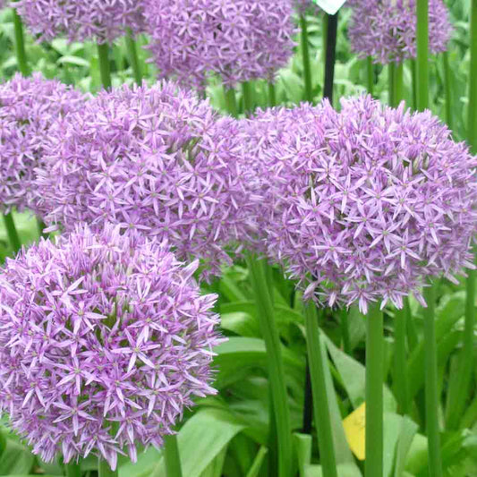 ALLIUM GLOBEMASTER