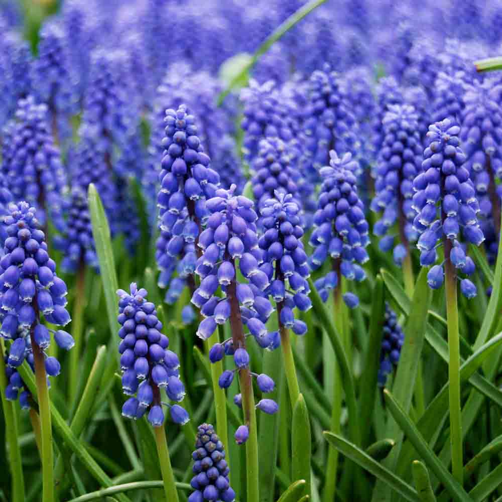 MUSCARI ARMENIACUM