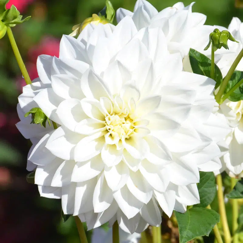 DAHLIA DECORATIF TEMPÊTE DE NEIGE AB