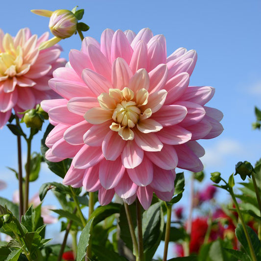 DAHLIA DECORATIF BEL AMOUR AB