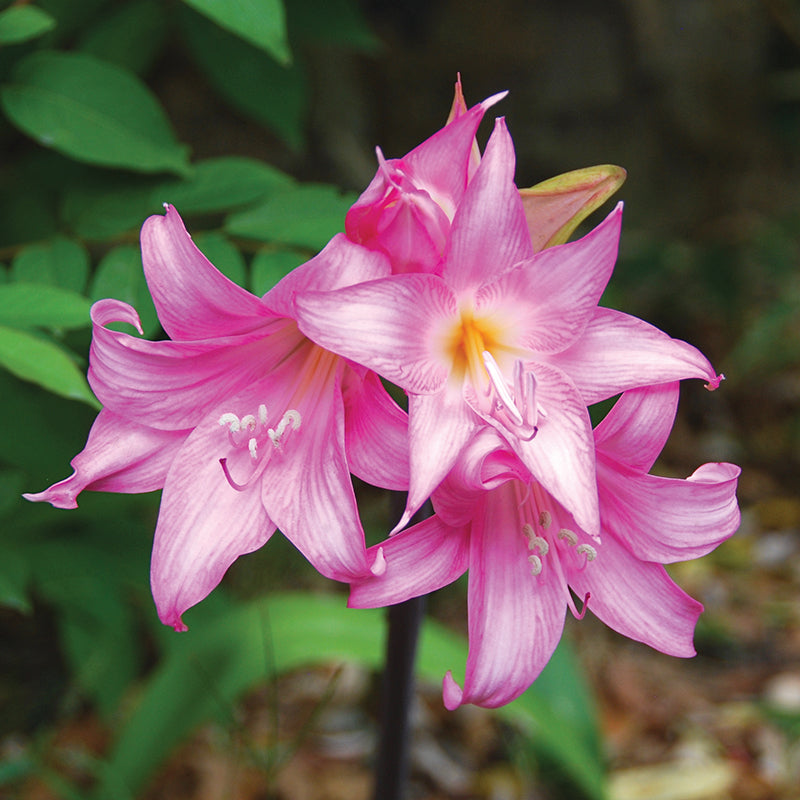 AMARYLLIS BELLA DONNA