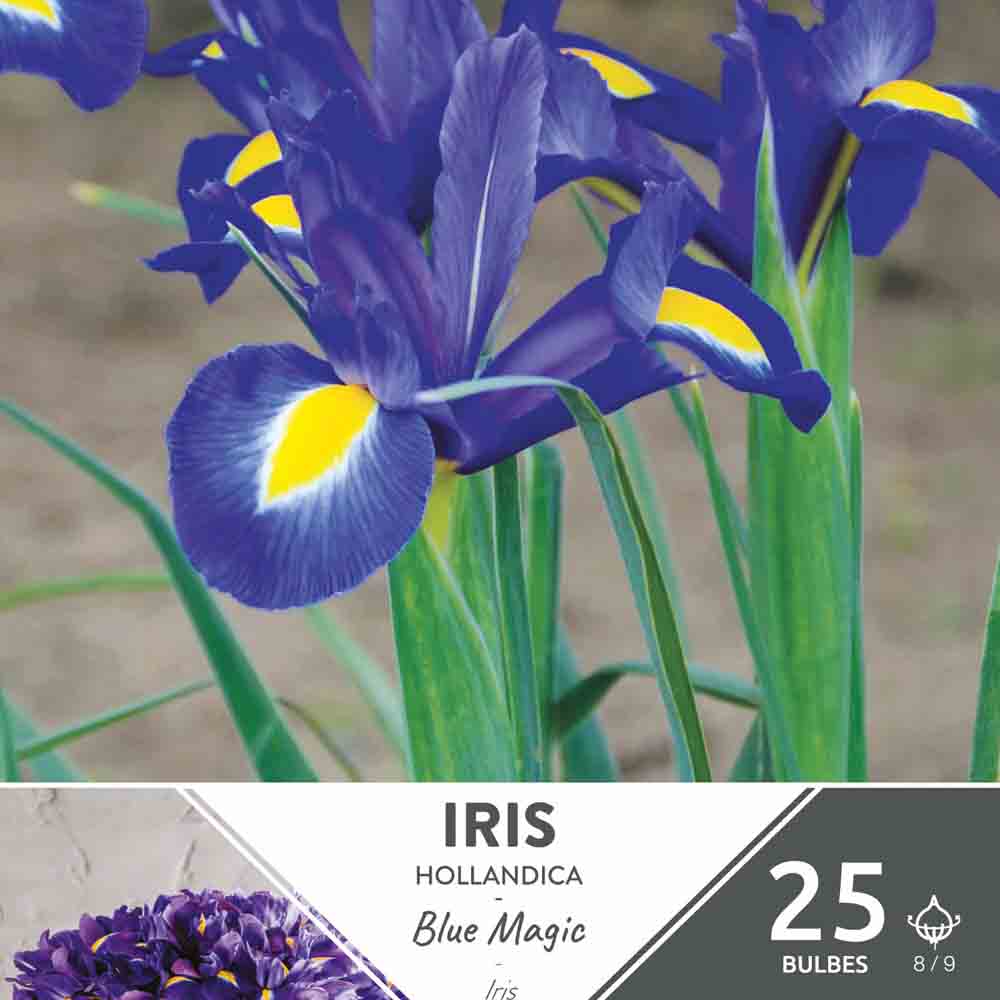 IRIS HOLLANDICA BLUE MAGIC