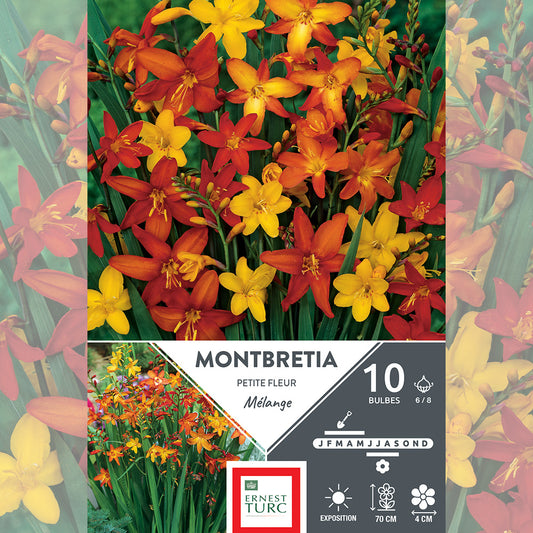 MONTBRETIAS