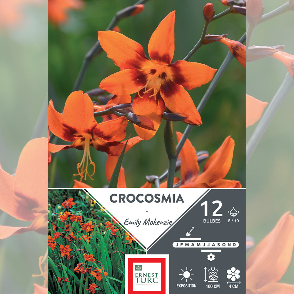 CROCOSMIA EMILY MAC KENZIE