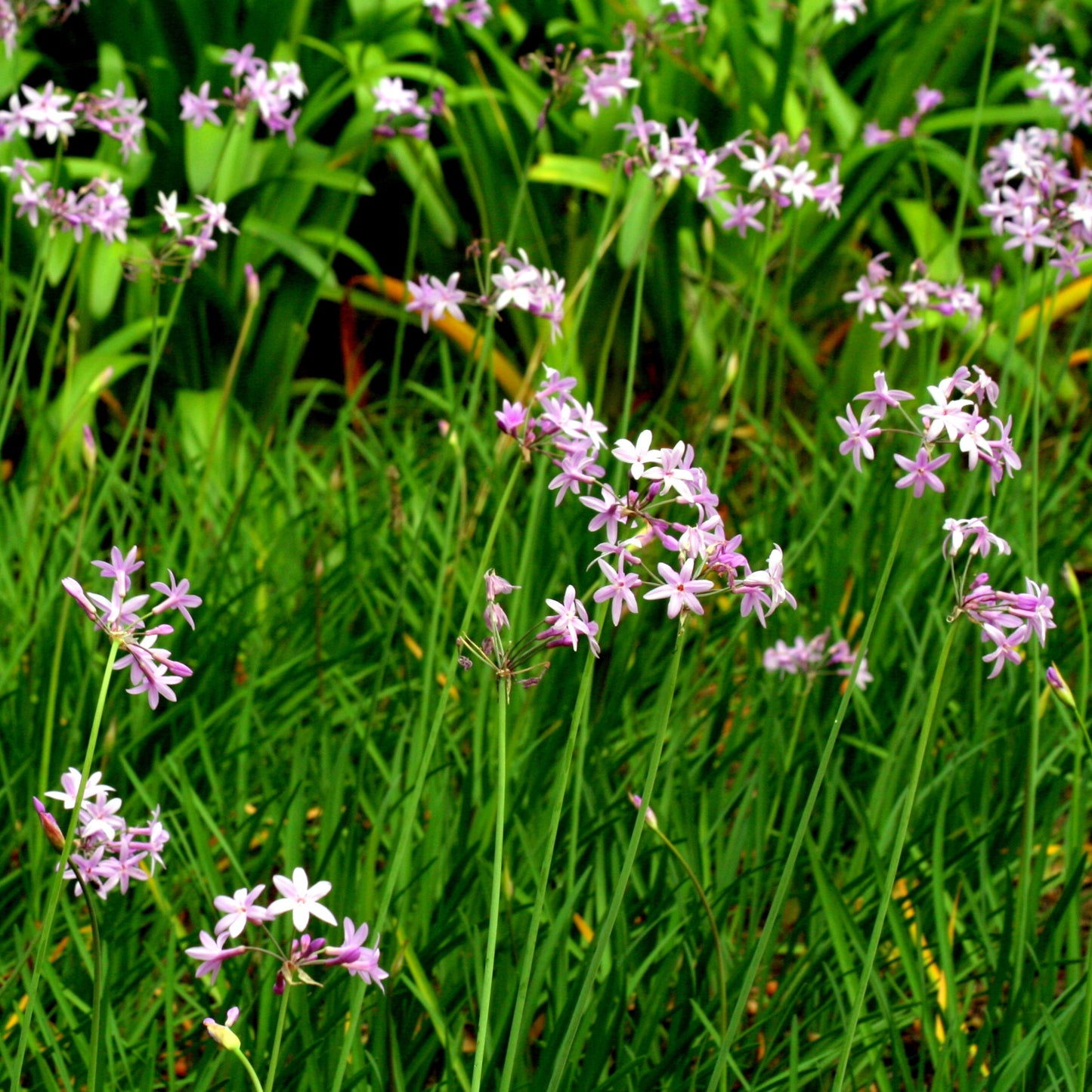 TULBAGHIA VIOLACEA