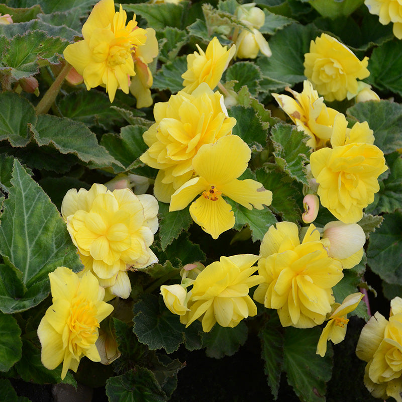 BÉGONIA JAUNE CASCADE