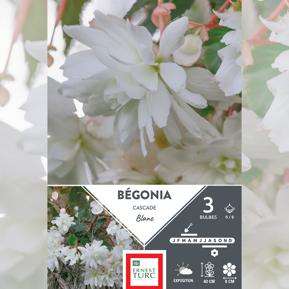 BÉGONIA BLANC CASCADE