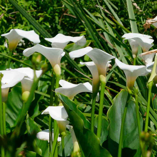 ARUM D'ETHIOPIE