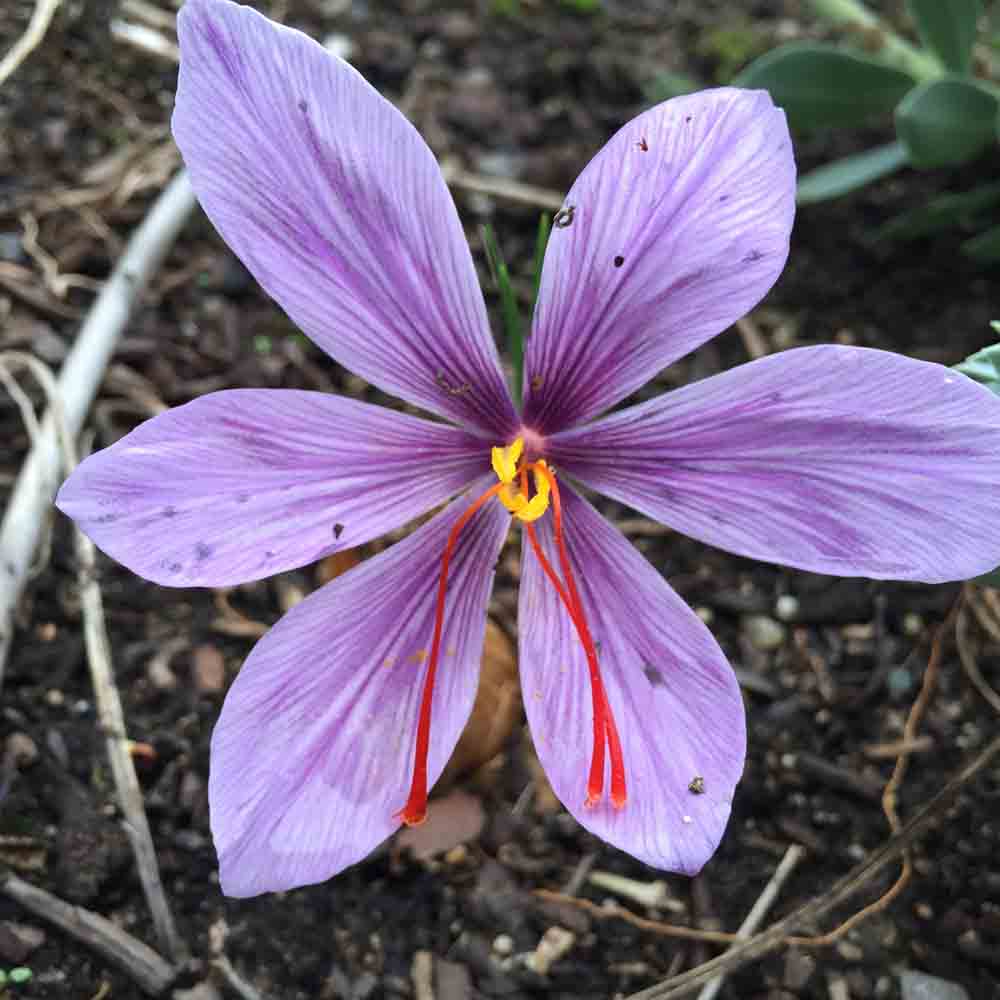 CROCUS SATIVUS – SAFRANBLUME – BIO – 1 BIRNE