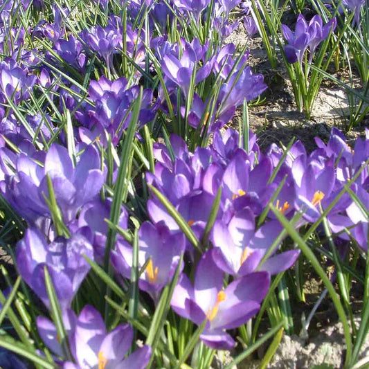 CROCUS TOMMASINIANUS RUBY GIANT