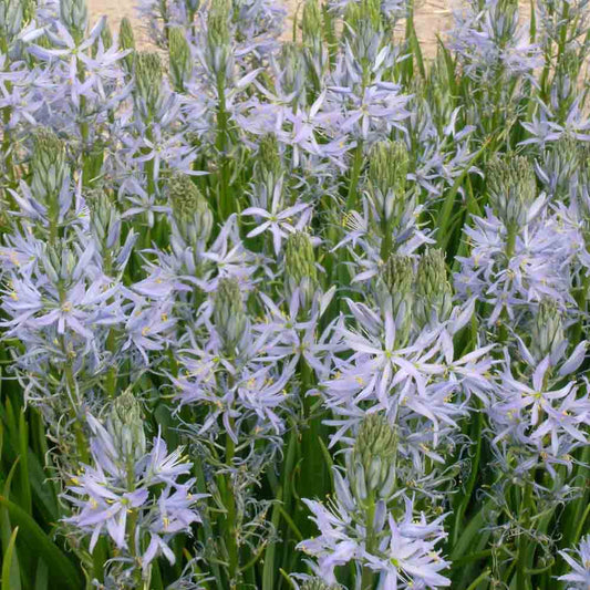 CAMASSIA LEICHTLINII 'CAERULEA'