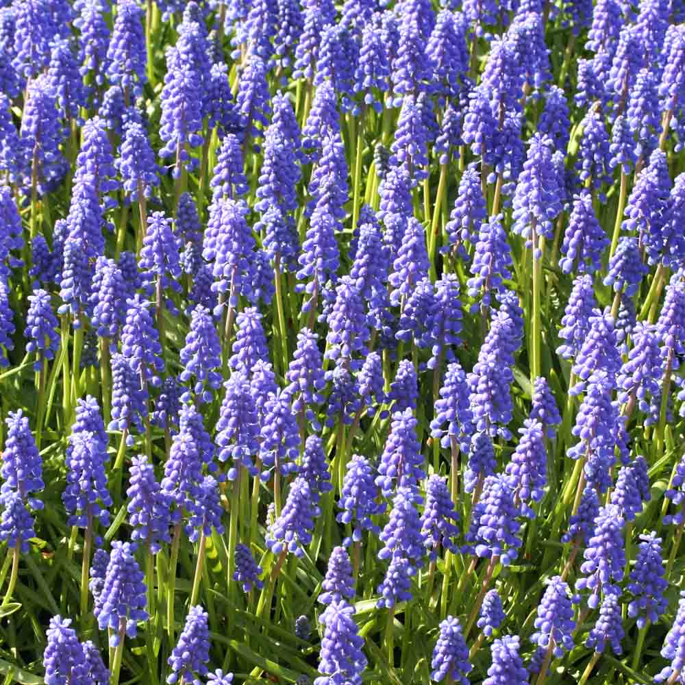 MUSCARI ARMENIACUM BIO