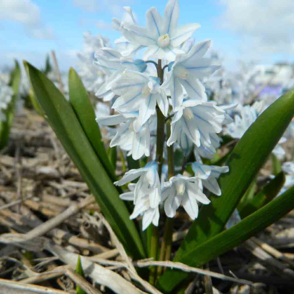 PUSCHKINIA SCILLOIDES LIBANOTICA