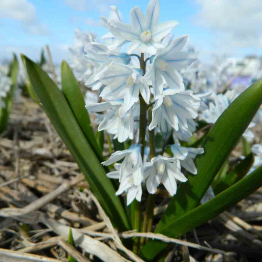 PUSCHKINIA SCILLOIDES LIBANOTICA