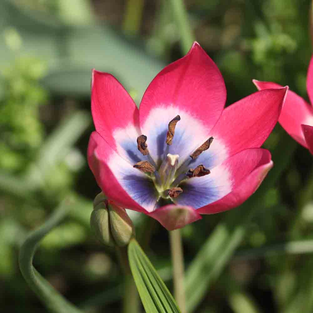 TULIPE PULCHELLA LITTLE BEAUTY