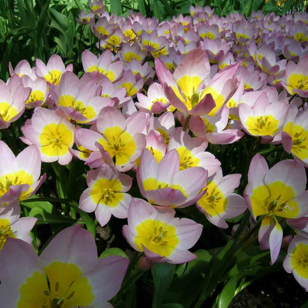 TULIPE BOTANIQUE SAXATILIS