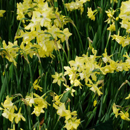 NARCISSUS BOTANICAL PIPIT