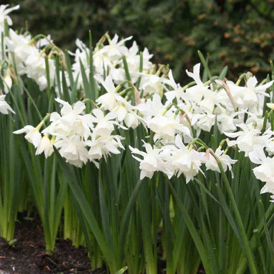 NARCISSUS BOTANICAL THALIA