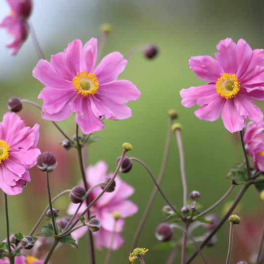 ANEMONE DU JAPON X HYBRIDA ROSE AB - PLANT