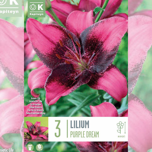 ASIAN LILY PURPLE DREAM