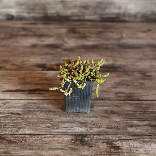 SEDUM ACRE WALL PEPPER - PFLANZE