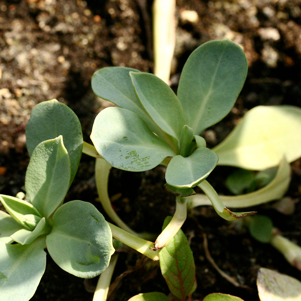 MERTENSIA MARITIMA PLANTE A HUITRE AB - PLANT