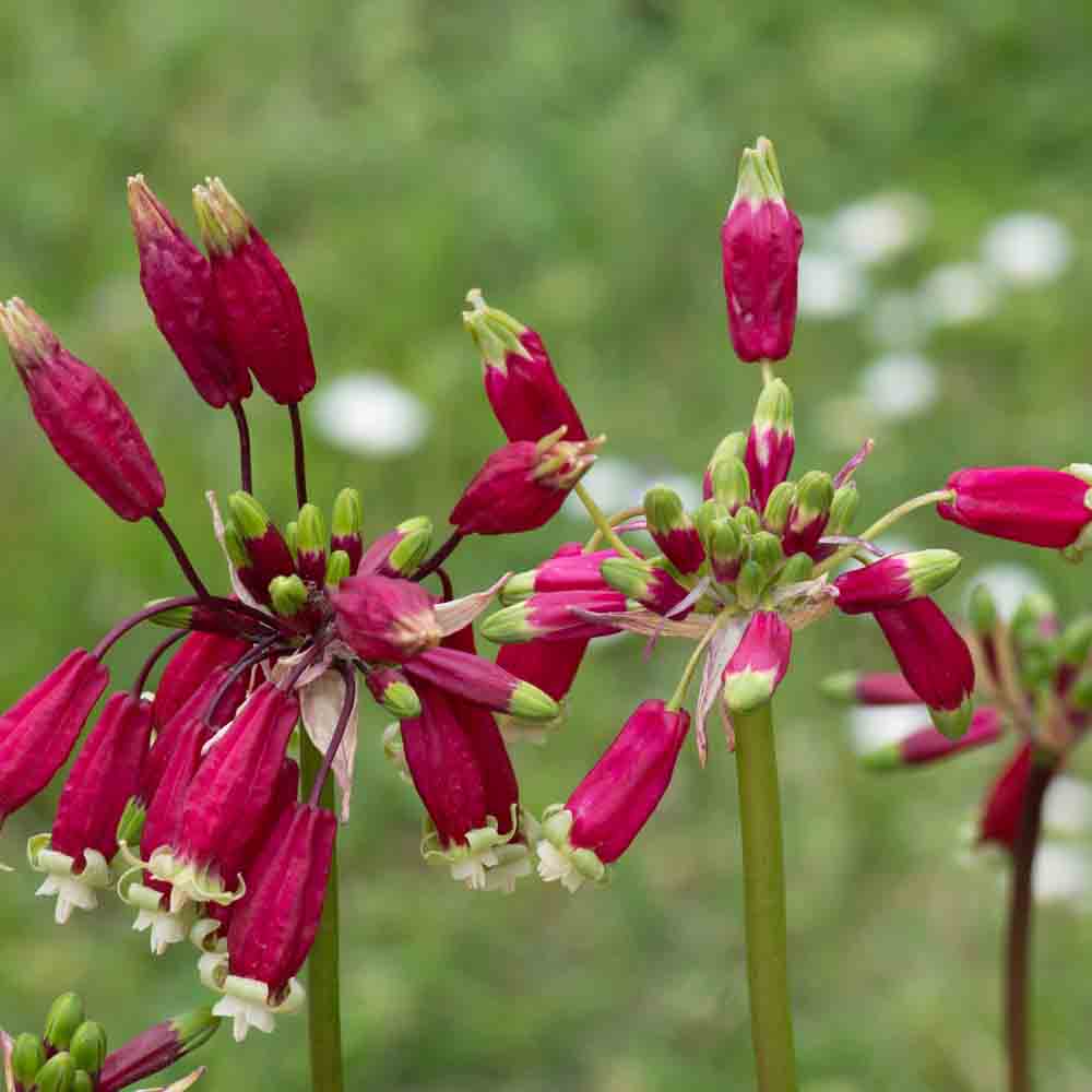 DICHELOSTEMMA IDA-MIA