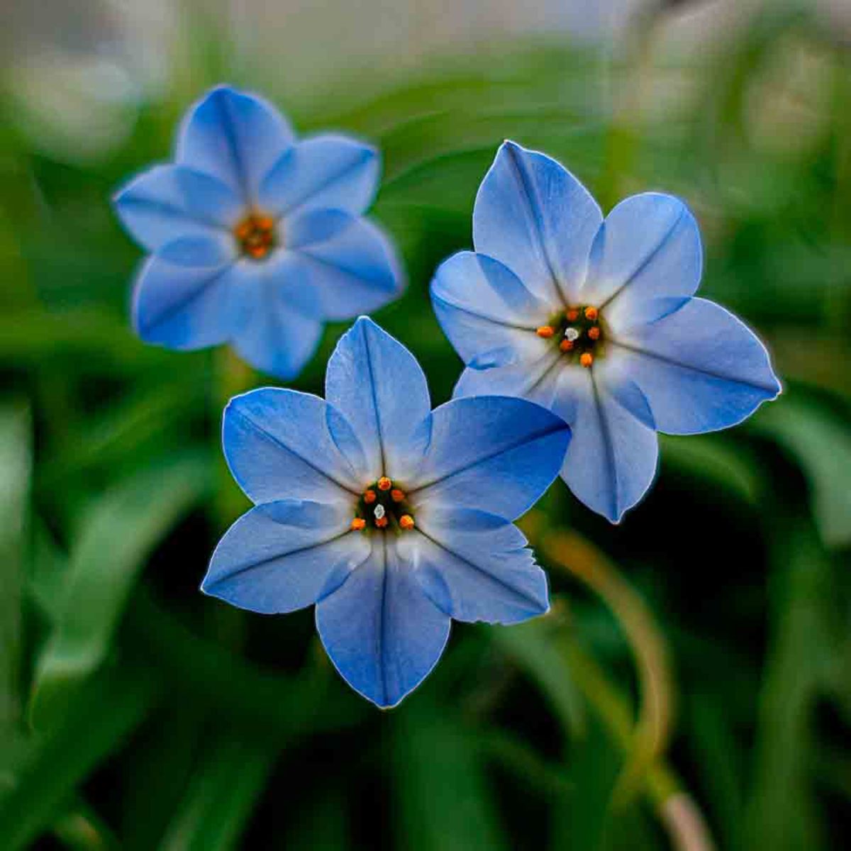 IPHEION ROLF FIEDLER