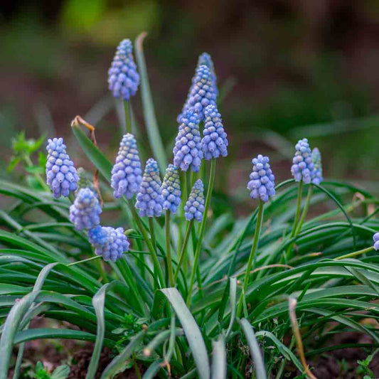 MUSCARI VALERIE FINNIS