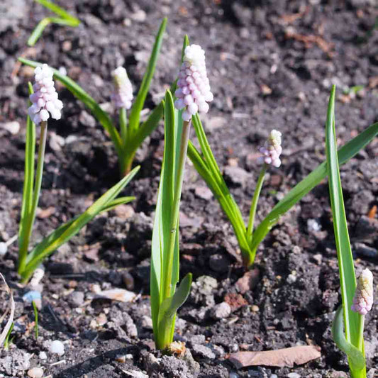 MUSCARI ROSA SONNENAUFGANG