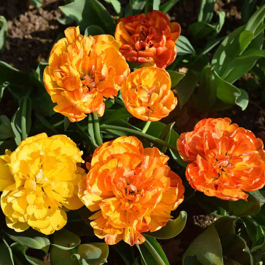 TULIPE DOUBLE SUNLOVER