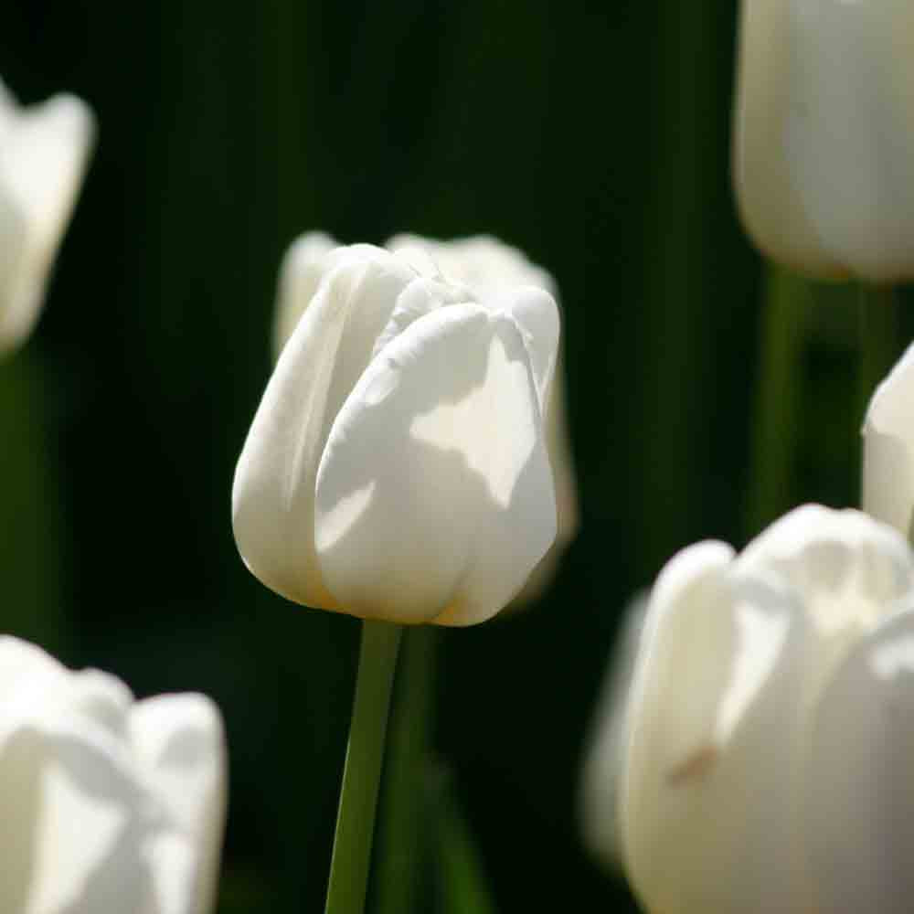 TULIP TRIUMPH ANTARCTICA